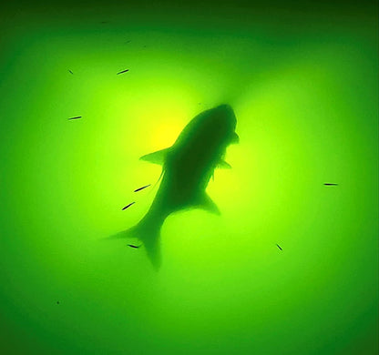 Light Extra Bright Vibrant Green 250W Single Light for Docks with 50' of Marine Grade Wire, Easy to Install, Dusk to Dawn Operation, Salt or Fresh Water, Guaranteed to Attract Fish